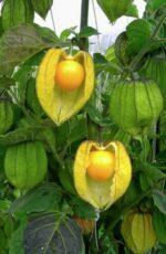 Golden Berries(Physalis) - Image 2