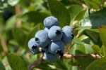Blueberries - Image 2