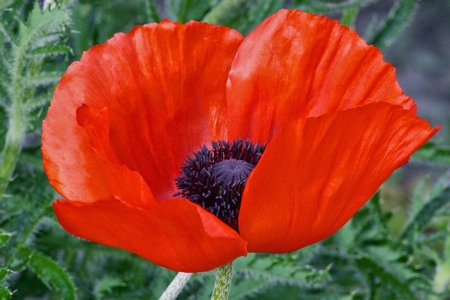 poppy | Papadopoulos1987.com